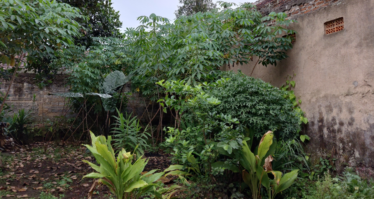 arka bahcesindeki masum bitki meger bela cikti goren ev sahibini uyardi 7U4L7SXP.jpg