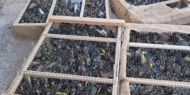 saka kusu kacakciligina 108 milyon lira ceza Sv6DfCsy.jpg