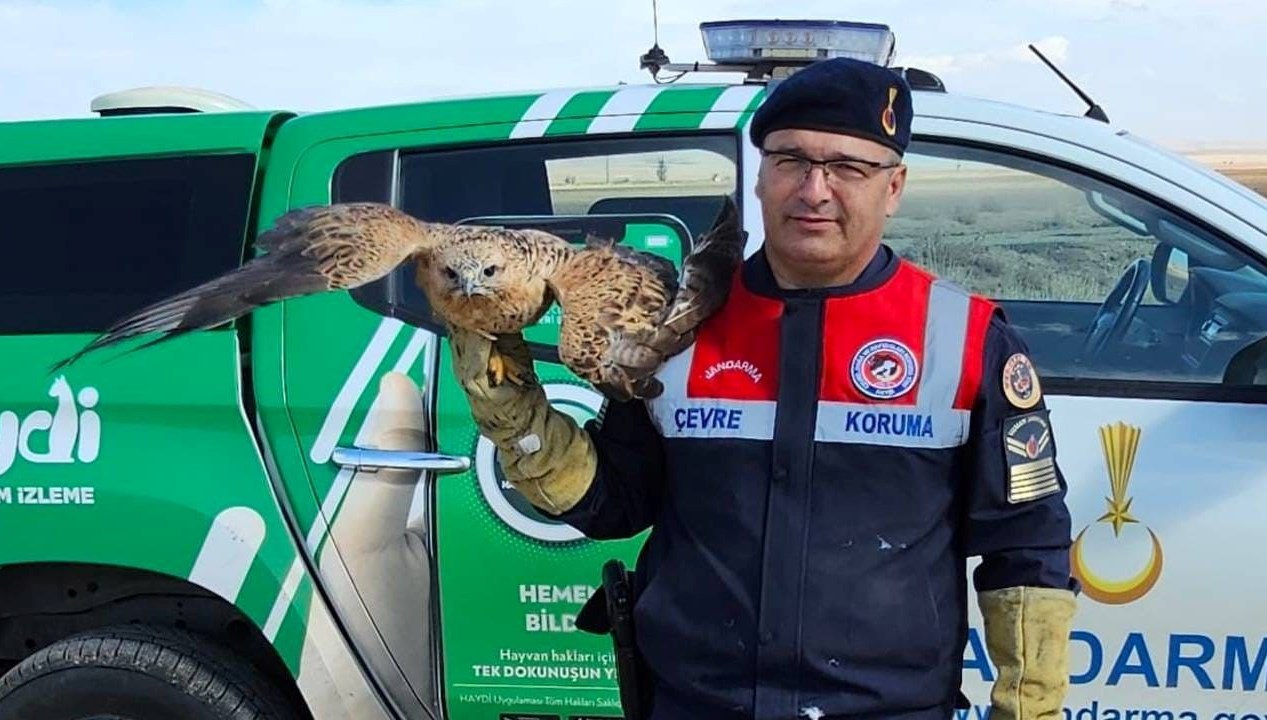 yarali kizil sahin koruma altina alindi Dn9VrT4j.jpg