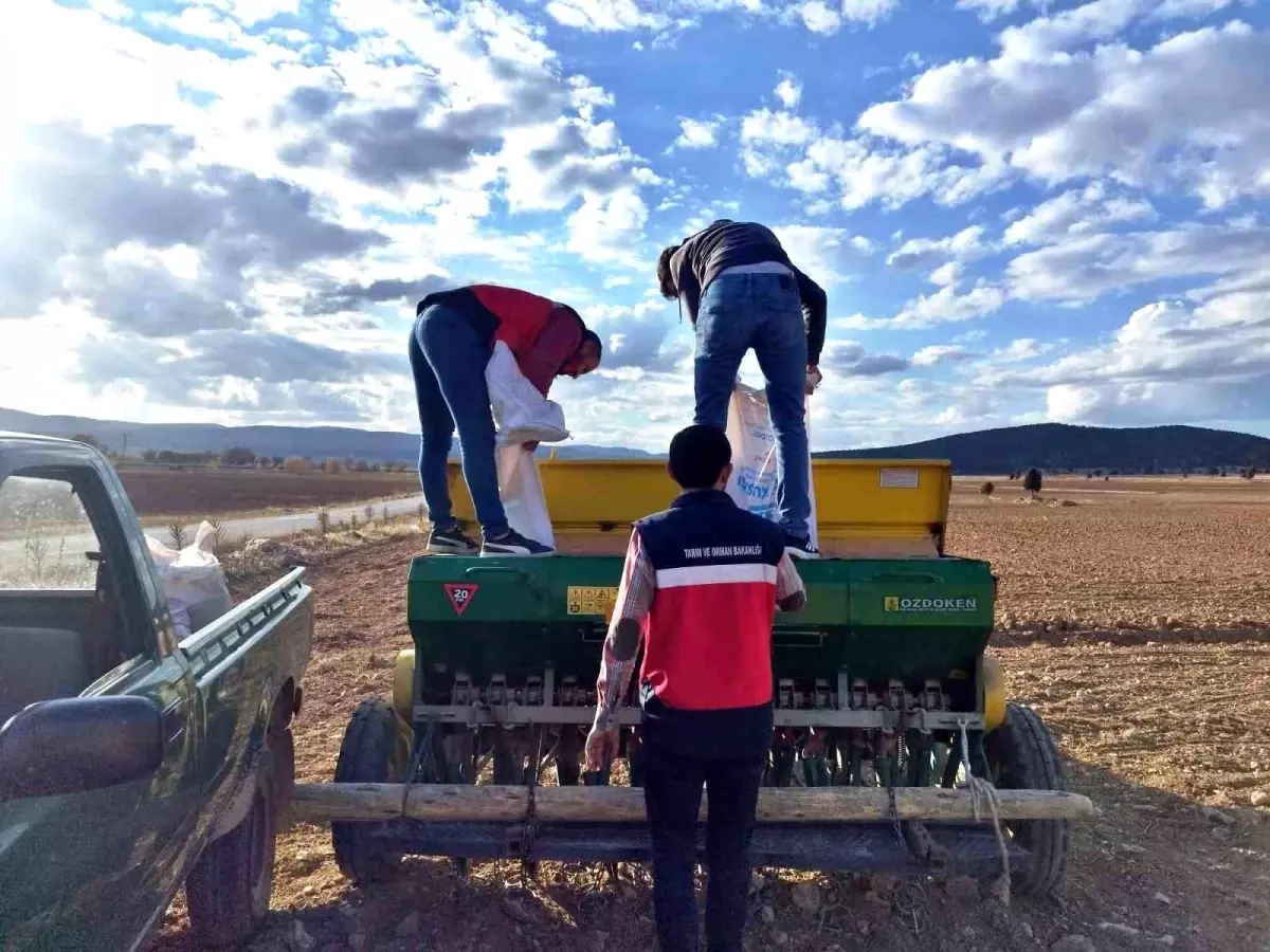 cavdarhisarda tohum dagitimi ve ekim calismalari basladi k7Gn7zDz.jpg