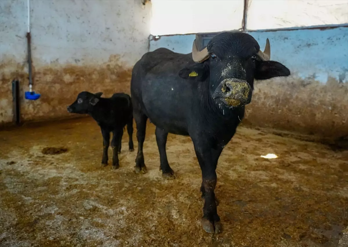 Diyarbakır’da Yeni Manda Yavrusu ‘Hevsel’