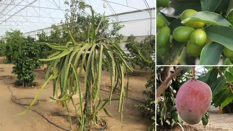 herkes karadenizde yetismez diyordu bu yontemle tam 16 tropikal meyve yetistiriyorlar akdeniz iklimini karadenize tasiyoruz k5AODt2a.webp