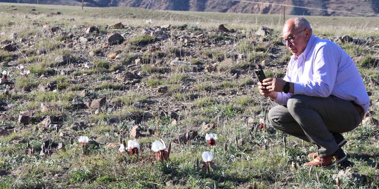 Doğanın Güzelliği: ‘Kurt Kulağı’ Çiçekleri Göz Kamaştırıyor