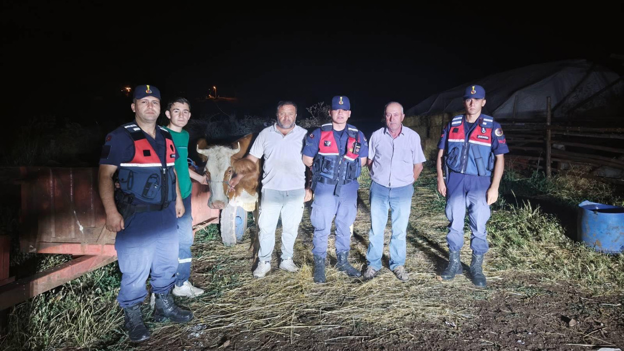 Bilecikte jandarmadan kayip buyukbas hayvan mesaisi MAe2ExUG